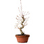 Acer palmatum, 29 cm, ± 12 Jahre alt, mit einem Wurzelhals von 3 cm