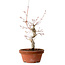 Acer palmatum, 29 cm, ± 12 jaar oud, met een nebari van 3 cm