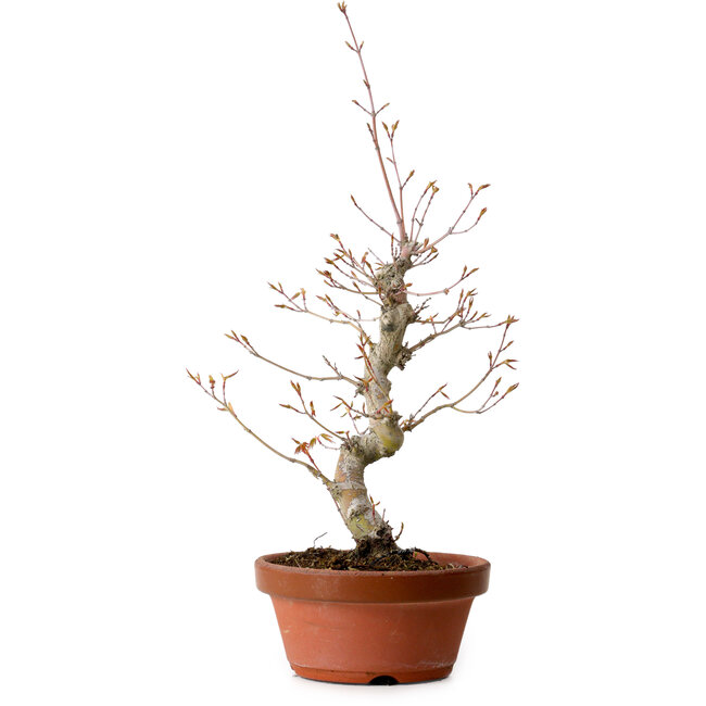 Acer palmatum, 29 cm, ± 12 Jahre alt, mit einem Wurzelhals von 3 cm