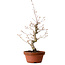 Acer palmatum, 29 cm, ± 12 Jahre alt, mit einem Wurzelhals von 3 cm