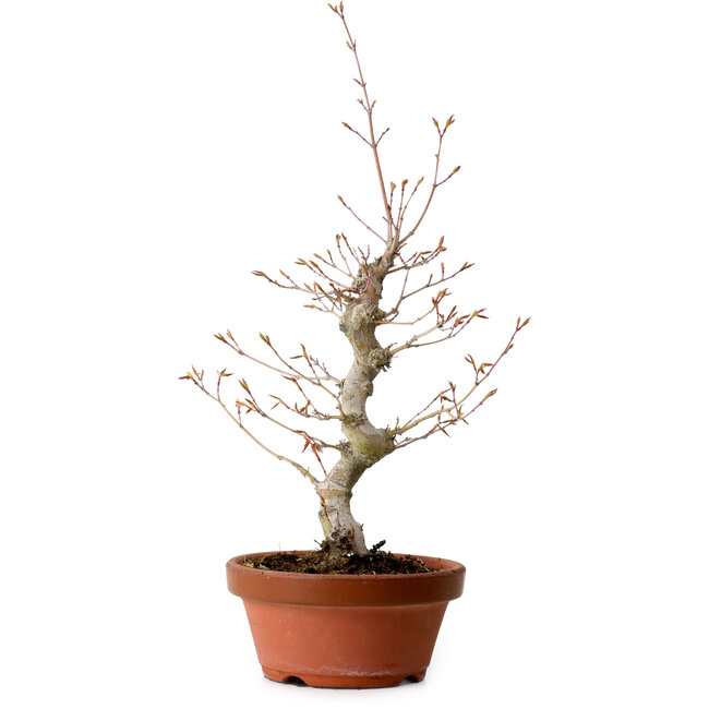 Acer palmatum, 29 cm, ± 12 jaar oud, met een nebari van 3 cm