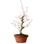 Acer palmatum, 29 cm, ± 12 jaar oud, met een nebari van 3 cm
