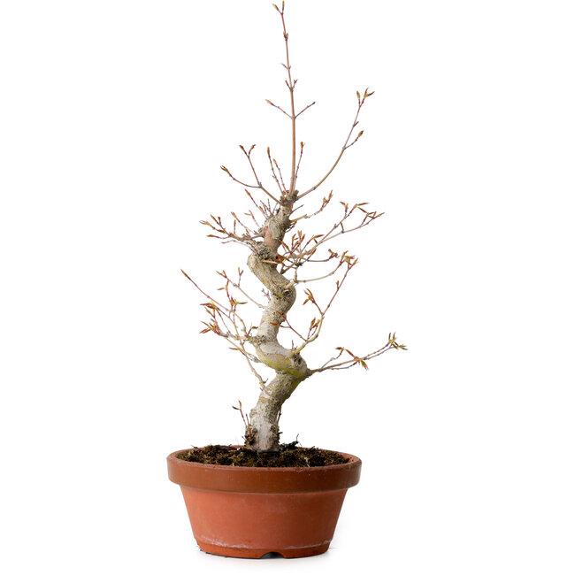 Acer palmatum, 29 cm, ± 12 jaar oud, met een nebari van 3 cm