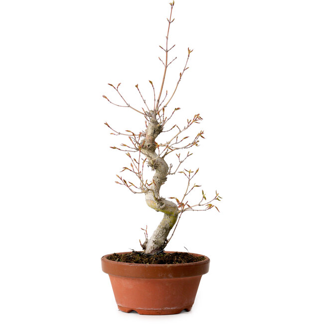 Acer palmatum, 29 cm, ± 12 Jahre alt, mit einem Wurzelhals von 3 cm