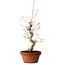 Acer palmatum, 29 cm, ± 12 Jahre alt, mit einem Wurzelhals von 3 cm