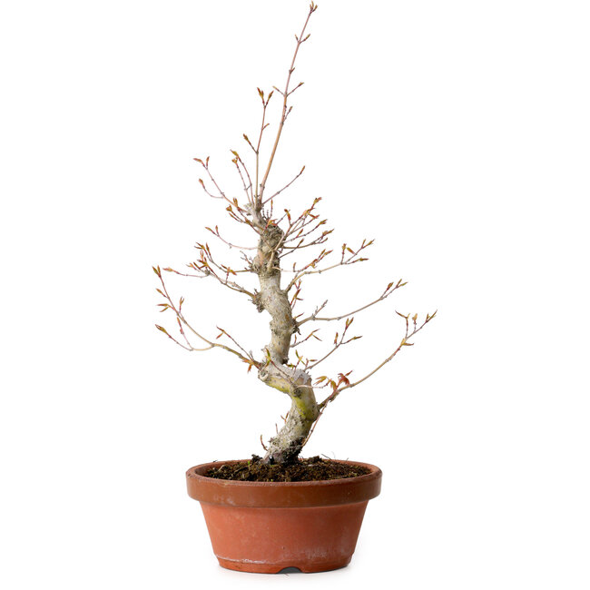 Acer palmatum, 29 cm, ± 12 Jahre alt, mit einem Wurzelhals von 3 cm