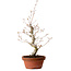 Acer palmatum, 29 cm, ± 12 jaar oud, met een nebari van 3 cm