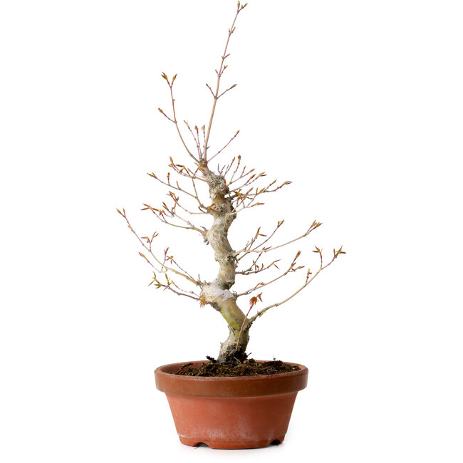 Acer palmatum, 29 cm, ± 12 Jahre alt, mit einem Wurzelhals von 3 cm