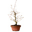 Acer palmatum, 29 cm, ± 12 Jahre alt, mit einem Wurzelhals von 3 cm