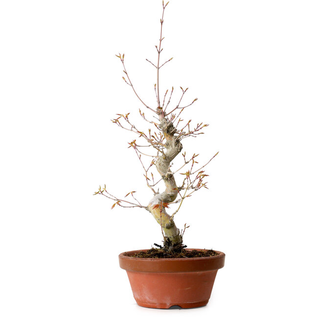 Acer palmatum, 29 cm, ± 12 Jahre alt, mit einem Wurzelhals von 3 cm