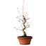 Acer palmatum, 29 cm, ± 12 Jahre alt, mit einem Wurzelhals von 3 cm