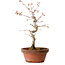Acer palmatum, 29 cm, ± 12 Jahre alt, mit einem Wurzelhals von 3 cm