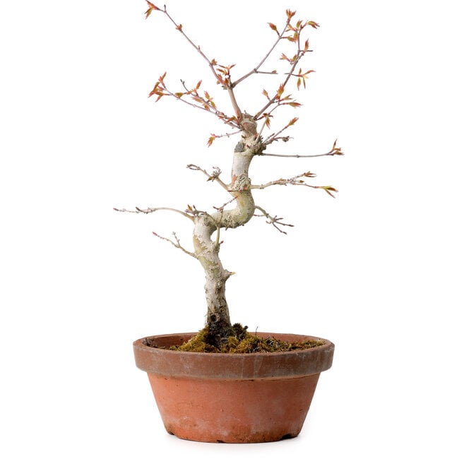 Acer palmatum, 29 cm, ± 12 Jahre alt, mit einem Wurzelhals von 3 cm