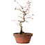 Acer palmatum, 29 cm, ± 12 jaar oud, met een nebari van 3 cm