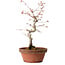 Acer palmatum, 29 cm, ± 12 Jahre alt, mit einem Wurzelhals von 3 cm