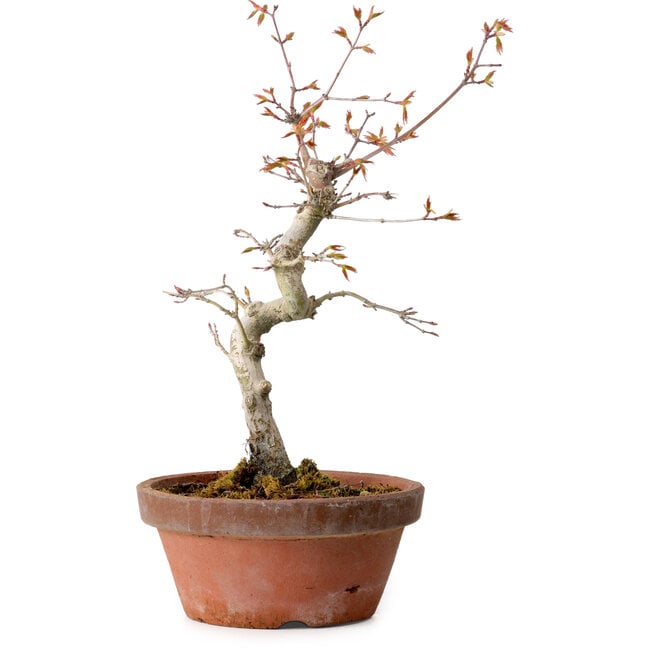 Acer palmatum, 29 cm, ± 12 Jahre alt, mit einem Wurzelhals von 3 cm