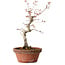 Acer palmatum, 29 cm, ± 12 Jahre alt, mit einem Wurzelhals von 3 cm