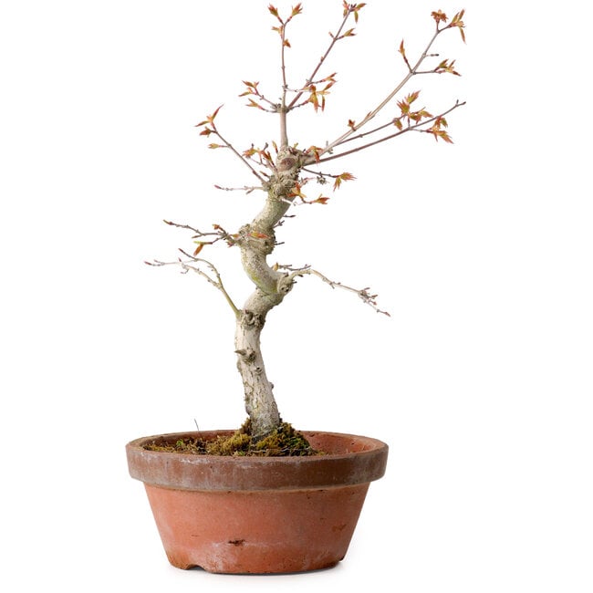 Acer palmatum, 29 cm, ± 12 Jahre alt, mit einem Wurzelhals von 3 cm