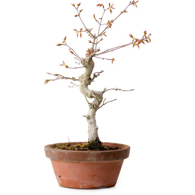 Acer palmatum, 29 cm, ± 12 Jahre alt, mit einem Wurzelhals von 3 cm