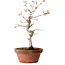 Acer palmatum, 29 cm, ± 12 jaar oud, met een nebari van 3 cm