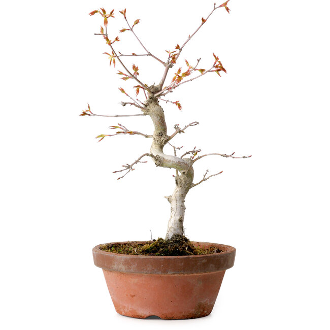Acer palmatum, 29 cm, ± 12 jaar oud, met een nebari van 3 cm