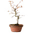 Acer palmatum, 29 cm, ± 12 Jahre alt, mit einem Wurzelhals von 3 cm