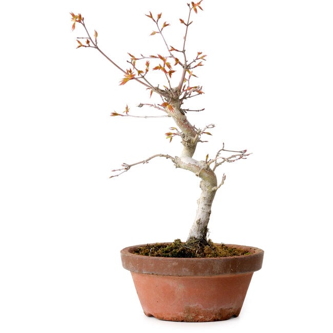 Acer palmatum, 29 cm, ± 12 Jahre alt, mit einem Wurzelhals von 3 cm