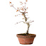 Acer palmatum, 29 cm, ± 12 Jahre alt, mit einem Wurzelhals von 3 cm