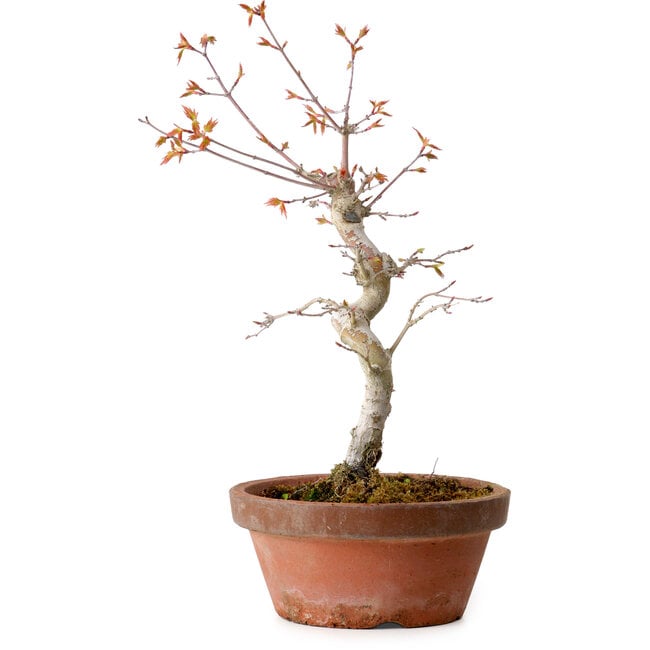 Acer palmatum, 29 cm, ± 12 Jahre alt, mit einem Wurzelhals von 3 cm