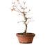 Acer palmatum, 29 cm, ± 12 Jahre alt, mit einem Wurzelhals von 3 cm
