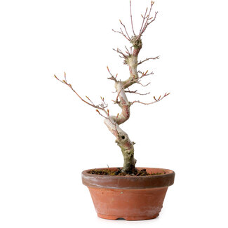 Acer palmatum, 29 cm, ± 12 Jahre alt
