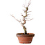 Acer palmatum, 29 cm, ± 12 Jahre alt, mit einem Wurzelhals von 3 cm