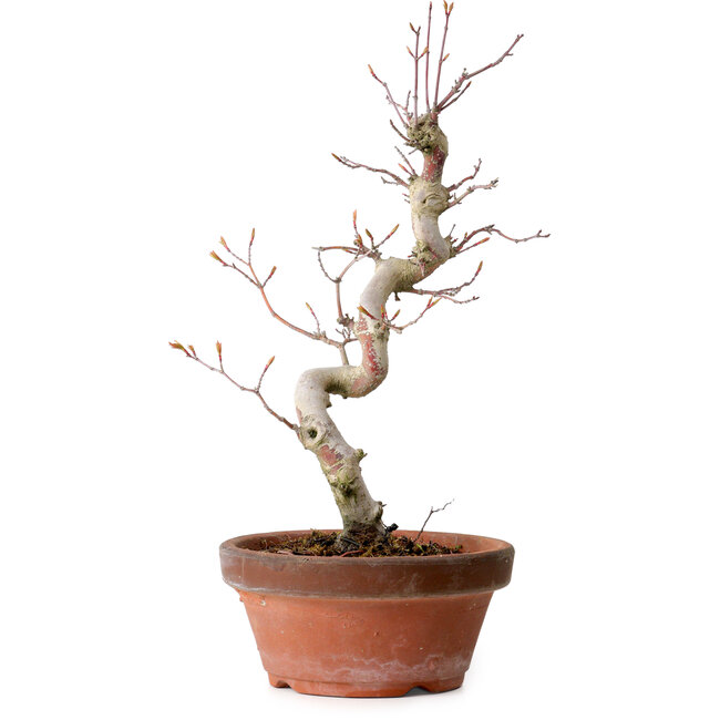 Acer palmatum, 29 cm, ± 12 Jahre alt, mit einem Wurzelhals von 3 cm