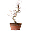 Acer palmatum, 29 cm, ± 12 Jahre alt, mit einem Wurzelhals von 3 cm