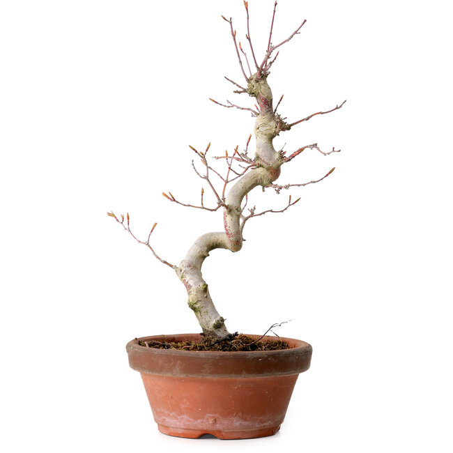 Acer palmatum, 29 cm, ± 12 Jahre alt, mit einem Wurzelhals von 3 cm