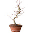 Acer palmatum, 29 cm, ± 12 Jahre alt, mit einem Wurzelhals von 3 cm