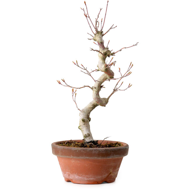 Acer palmatum, 29 cm, ± 12 Jahre alt, mit einem Wurzelhals von 3 cm