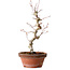 Acer palmatum, 29 cm, ± 12 jaar oud, met een nebari van 3 cm
