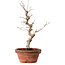 Acer palmatum, 29 cm, ± 12 jaar oud, met een nebari van 3 cm