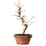 Acer palmatum, 29 cm, ± 12 Jahre alt, mit einem Wurzelhals von 3 cm