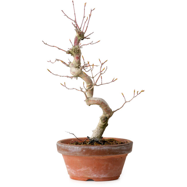 Acer palmatum, 29 cm, ± 12 jaar oud, met een nebari van 3 cm