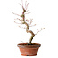 Acer palmatum, 29 cm, ± 12 Jahre alt, mit einem Wurzelhals von 3 cm