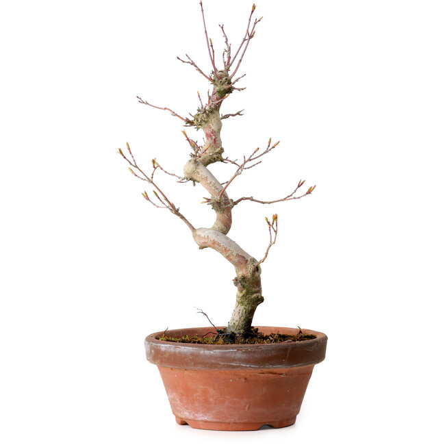 Acer palmatum, 29 cm, ± 12 jaar oud, met een nebari van 3 cm