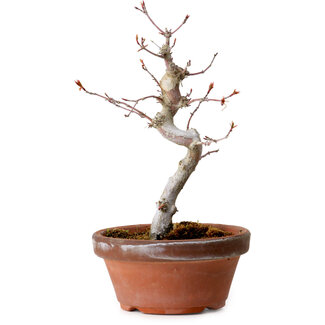 Acer palmatum, 29 cm, ± 12 Jahre alt