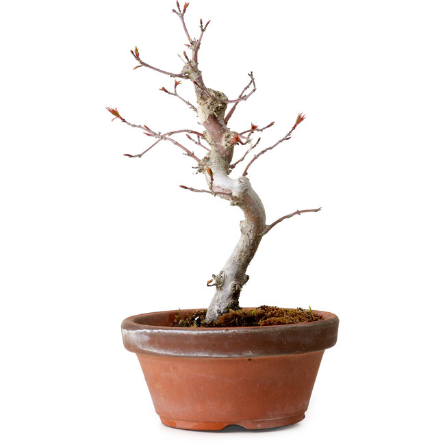 Acer palmatum, 29 cm, ± 12 Jahre alt, mit einem Wurzelhals von 3 cm