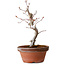 Acer palmatum, 29 cm, ± 12 Jahre alt, mit einem Wurzelhals von 3 cm