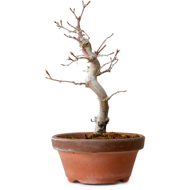 Acer palmatum, 29 cm, ± 12 Jahre alt, mit einem Wurzelhals von 3 cm