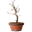 Acer palmatum, 29 cm, ± 12 Jahre alt, mit einem Wurzelhals von 3 cm
