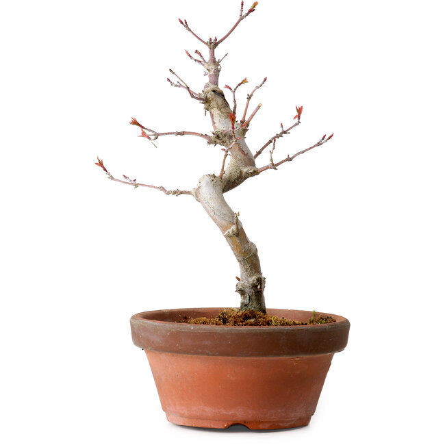 Acer palmatum, 29 cm, ± 12 Jahre alt, mit einem Wurzelhals von 3 cm