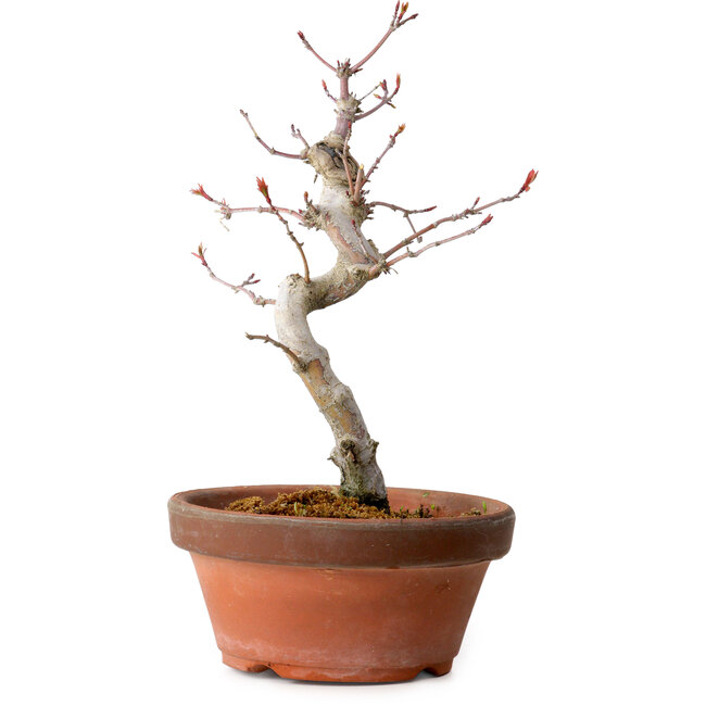 Acer palmatum, 29 cm, ± 12 Jahre alt, mit einem Wurzelhals von 3 cm
